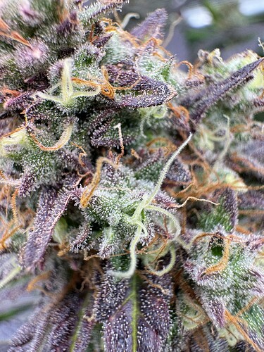 Growreport Bild 38