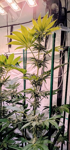 Growreport Bild 9