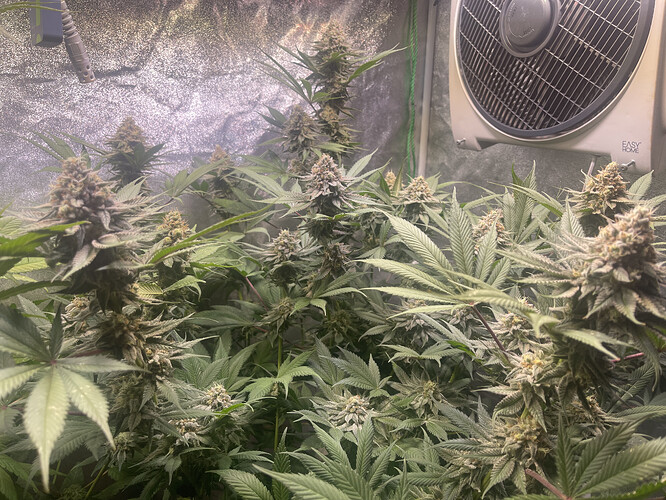 Growreport Bild 5