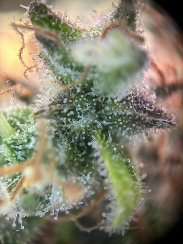 Growreport Bild 7