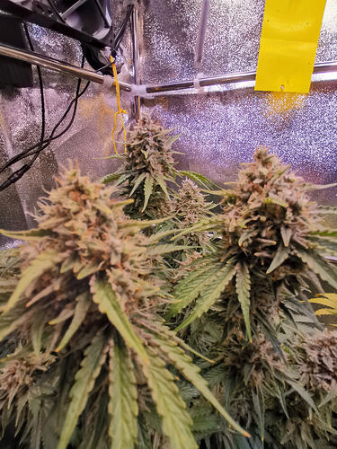 Growreport Bild 18