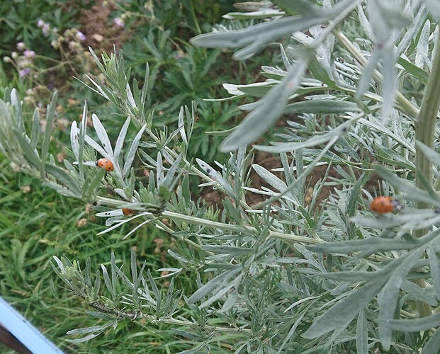 Growreport Bild 104
