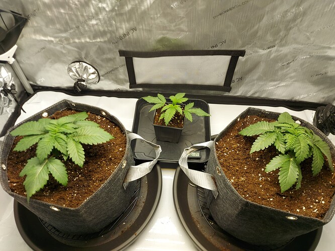 Growreport Bild 3