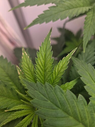 Growreport Bild 4
