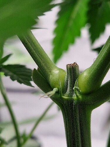 Growreport Bild 14