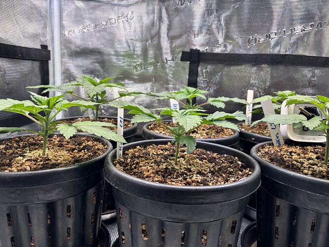 Growreport Bild 4