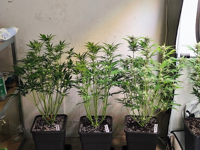 Growreport Bild 2