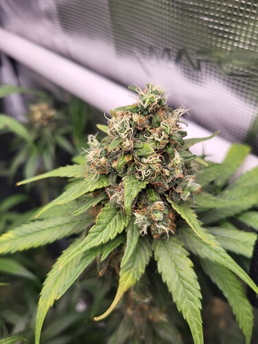 Growreport Bild 4