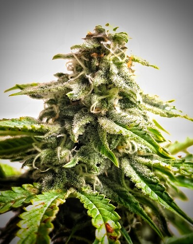 Growreport Bild 2