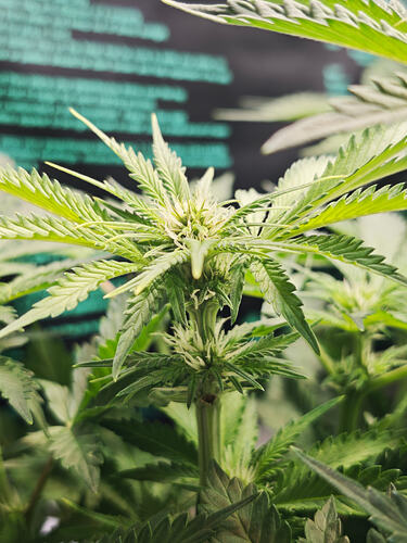 Growreport Bild 42