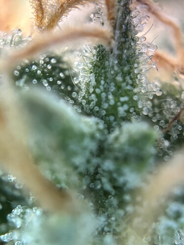 Growreport Bild 34