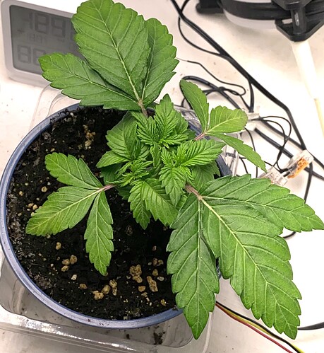 Growreport Bild 34