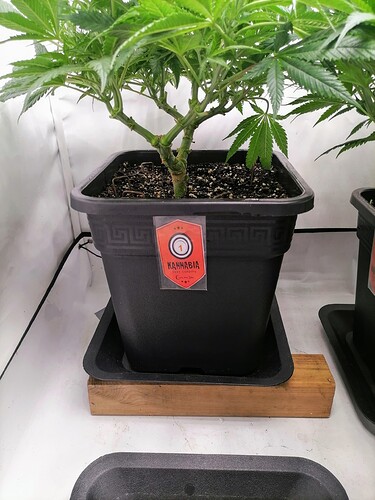 Growreport Bild 19