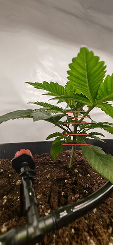 IMG_20241211_201410_edit_329023739028081