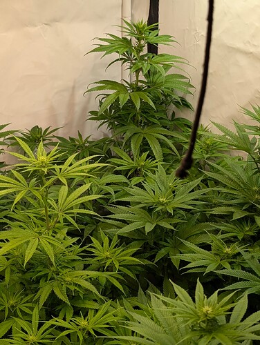 PXL_20250529_132532224