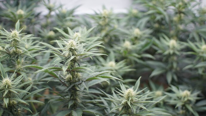 Growreport Bild 3