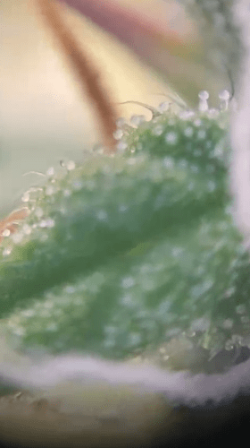 TrichomeA1