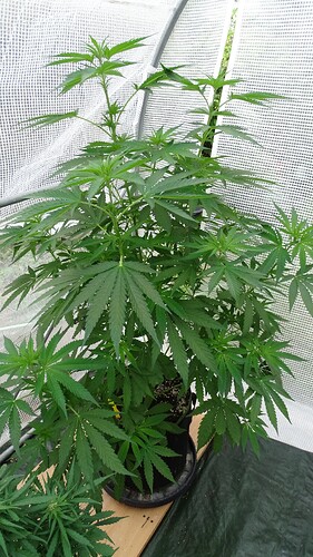 Growreport Bild 20