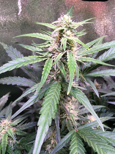 Growreport Bild 6