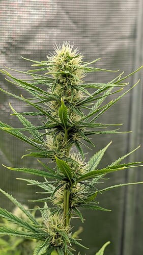 Growreport Bild 6