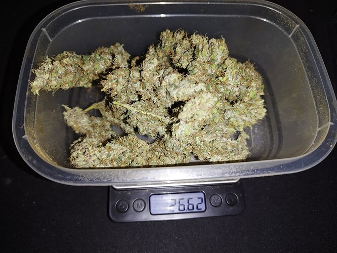 Ein Behälter mit Cannabis-Buds auf einer digitalen Waage, die 26,62 Gramm anzeigt.