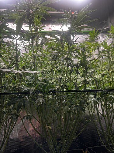 Growreport Bild 40