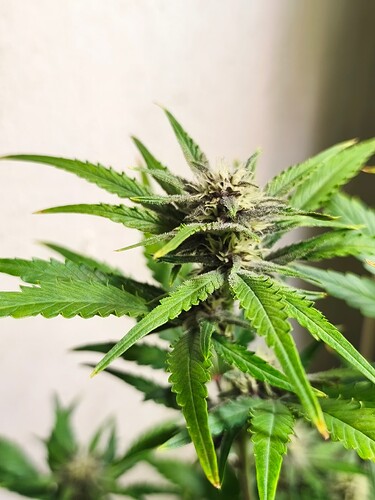 Growreport Bild 4