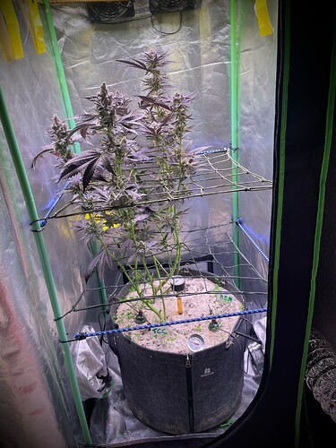 Growreport Bild 2