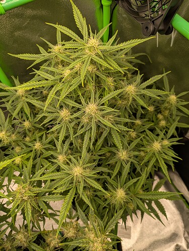 Growreport Bild 31