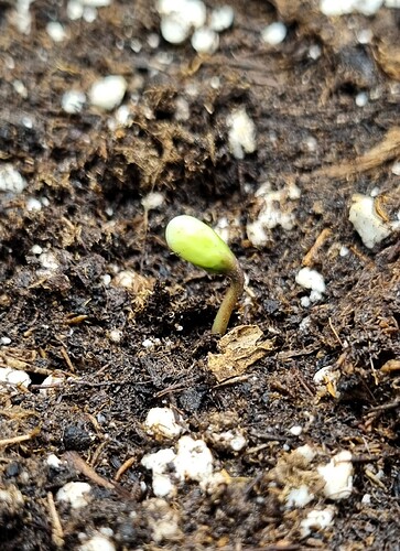 Growreport Bild 40