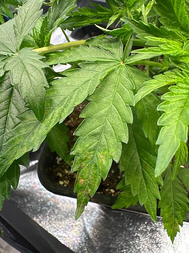 Growreport Bild 4