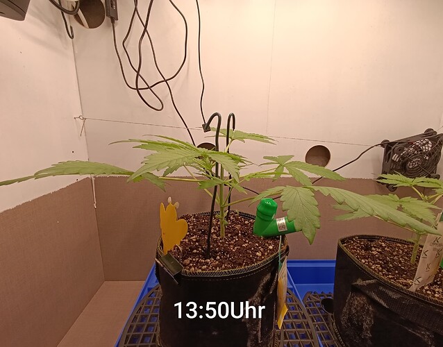 Growreport Bild 9