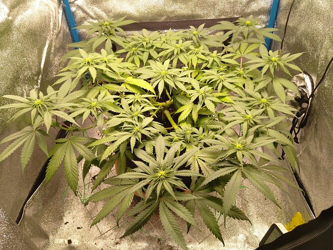 Growreport Bild 1