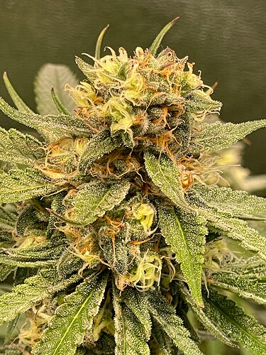 Growreport Bild 70