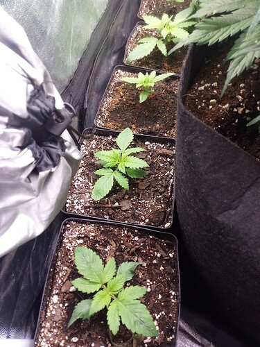 Mehrere junge Cannabis-Sämlinge in kleinen quadratischen Töpfen in einem Growzelt.