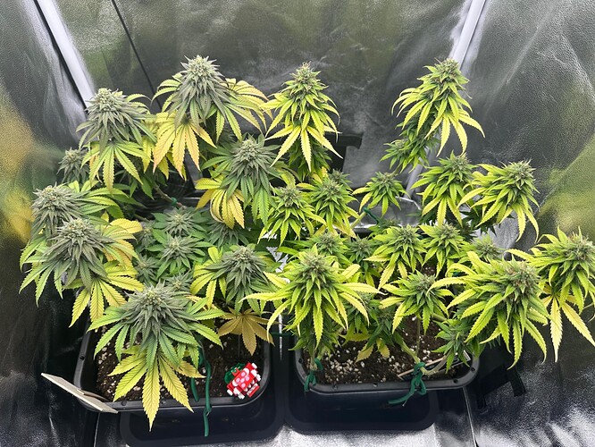 Growreport Bild 1