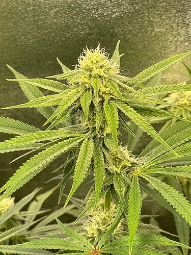 Growreport Bild 28