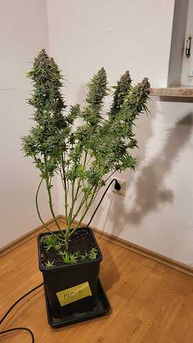 Growreport Bild 21
