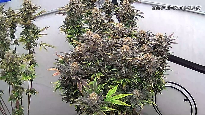 icam365Screenshot20241117043940209