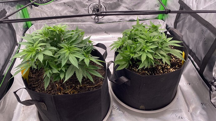 Growreport Bild 1