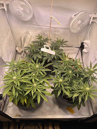 Growreport Bild 3