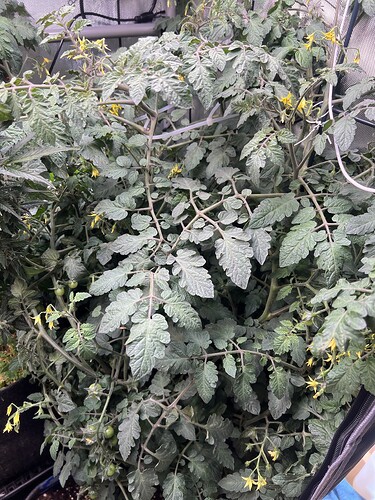 Growreport Bild 23