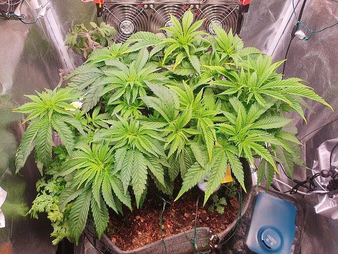 Growreport Bild 4