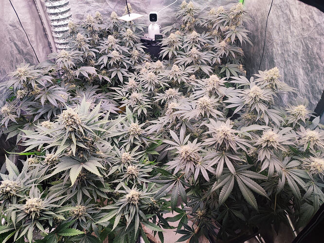 Growreport Bild 7