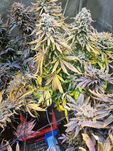 Mehrere reife Cannabispflanzen mit violetten und gelben Blättern sowie dichten, mit Harz bedeckten Blütenständen.