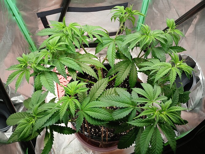 Growreport Bild 15