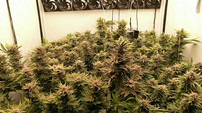 Growreport Bild 13