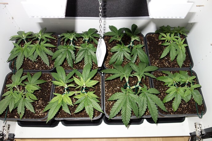 Growreport Bild 5