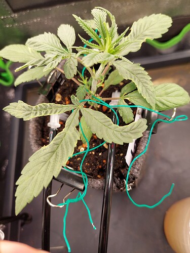 Growreport Bild 4