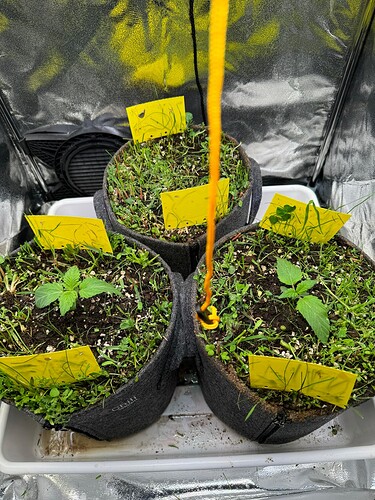 nach der Rasur und dem Gießen